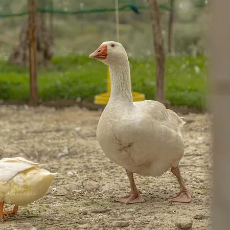 Masseria Usamborgia Gospodarstwo wiejskie Noto